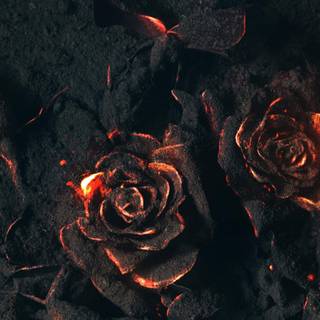 Dark roses 4k wallpaper