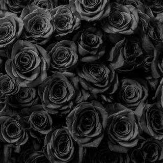Dark roses 4k wallpaper