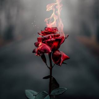 Dark red roses wallpaper