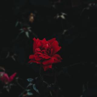 Dark roses 4k wallpaper