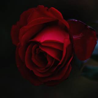 Dark roses 4k wallpaper