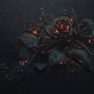 Dark roses 4k wallpaper