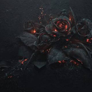Dark roses 4k wallpaper