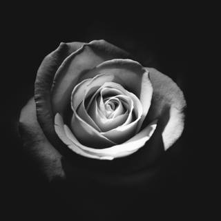 Dark roses 4k wallpaper