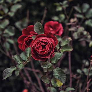 Dark roses 4k wallpaper