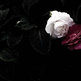 Dark roses 4k wallpaper