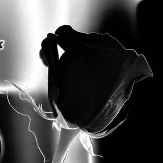 Dark roses 4k wallpaper