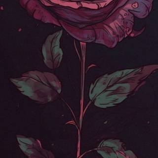 Rose 4k phone wallpaper
