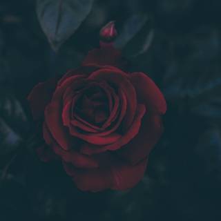 Dark roses 4k wallpaper