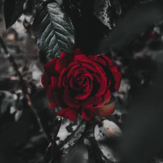 Dark roses 4k wallpaper