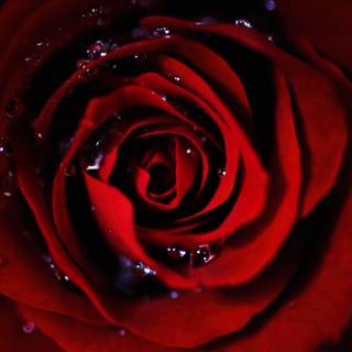 Dark roses 4k wallpaper