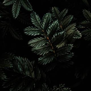 Moody nature wallpaper