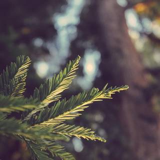 4k ultrawide nature wallpaper