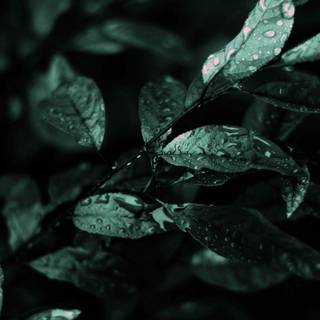 Dark nature 4k PC wallpaper