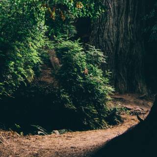 Dark nature 4k PC wallpaper