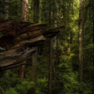 Dark nature 4k PC wallpaper