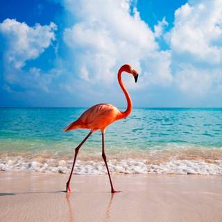 Caribbean 4k wallpaper