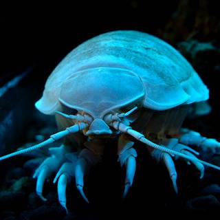 Isopod wallpaper