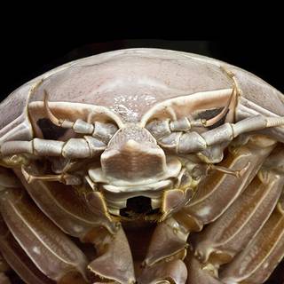 Isopod wallpaper