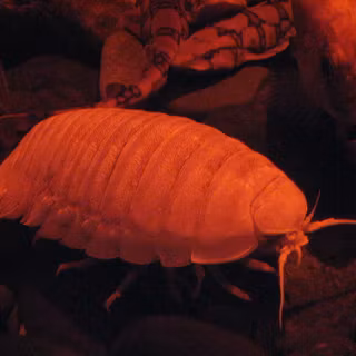 Isopod wallpaper