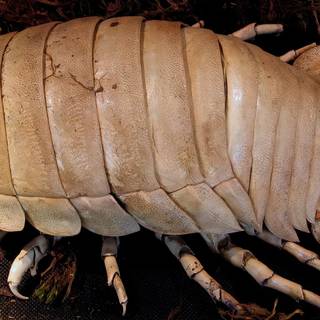 Isopod wallpaper