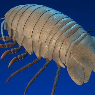 Isopod wallpaper