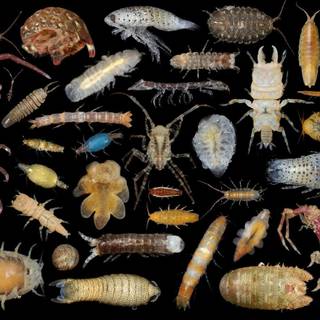 Isopod wallpaper