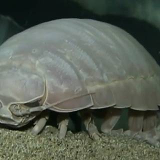 Isopod wallpaper