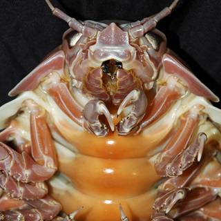 Isopod wallpaper