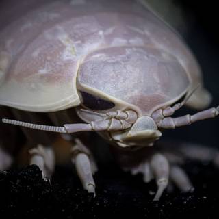 Isopod wallpaper
