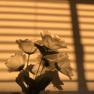 Brown rose wallpaper