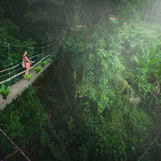 Rainy forest 4k wallpaper