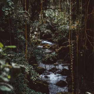 Rainy forest 4k wallpaper