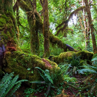 Rainy forest 4k wallpaper