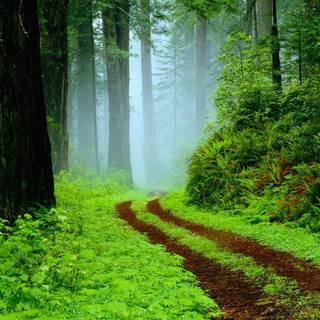 Spring rain laptop wallpaper