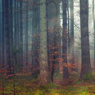 Rainy forest 4k wallpaper