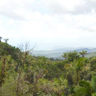 Rainy forest 4k wallpaper