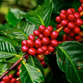 Coffee plant wallpaper