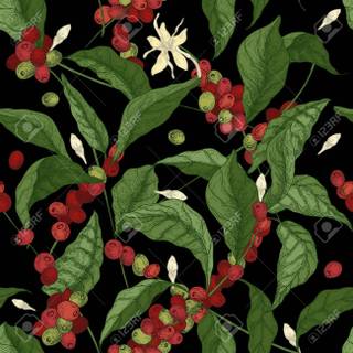 Coffee plant wallpaper