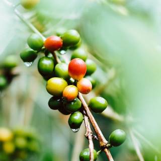 Coffee plant wallpaper