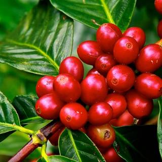 Coffee plant wallpaper