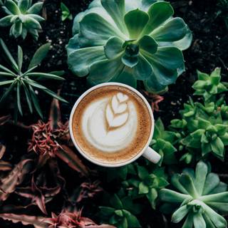 Coffee plant wallpaper