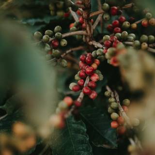 Coffee plant wallpaper