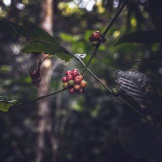 Coffee plant wallpaper