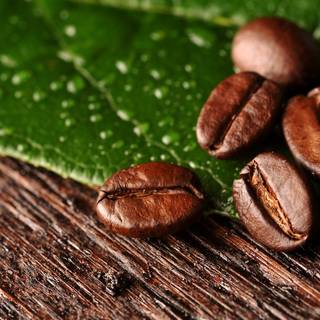 Coffee plant wallpaper