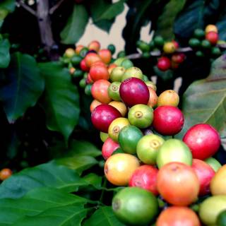 Coffee plant wallpaper