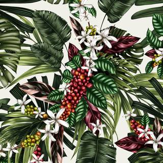 Coffee plant wallpaper