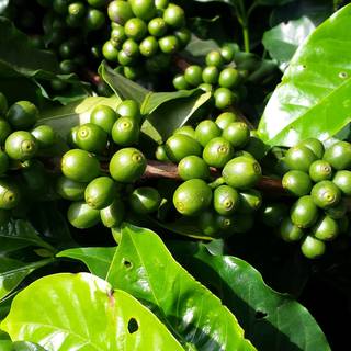 Coffee plant wallpaper