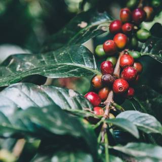 Coffee plant wallpaper