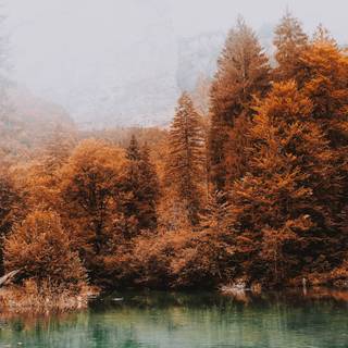 iPad nature wallpaper